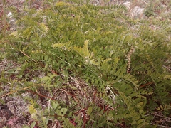 Astragalus cicer