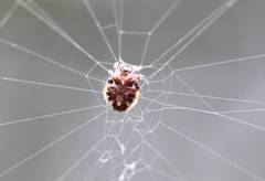 Araneidae