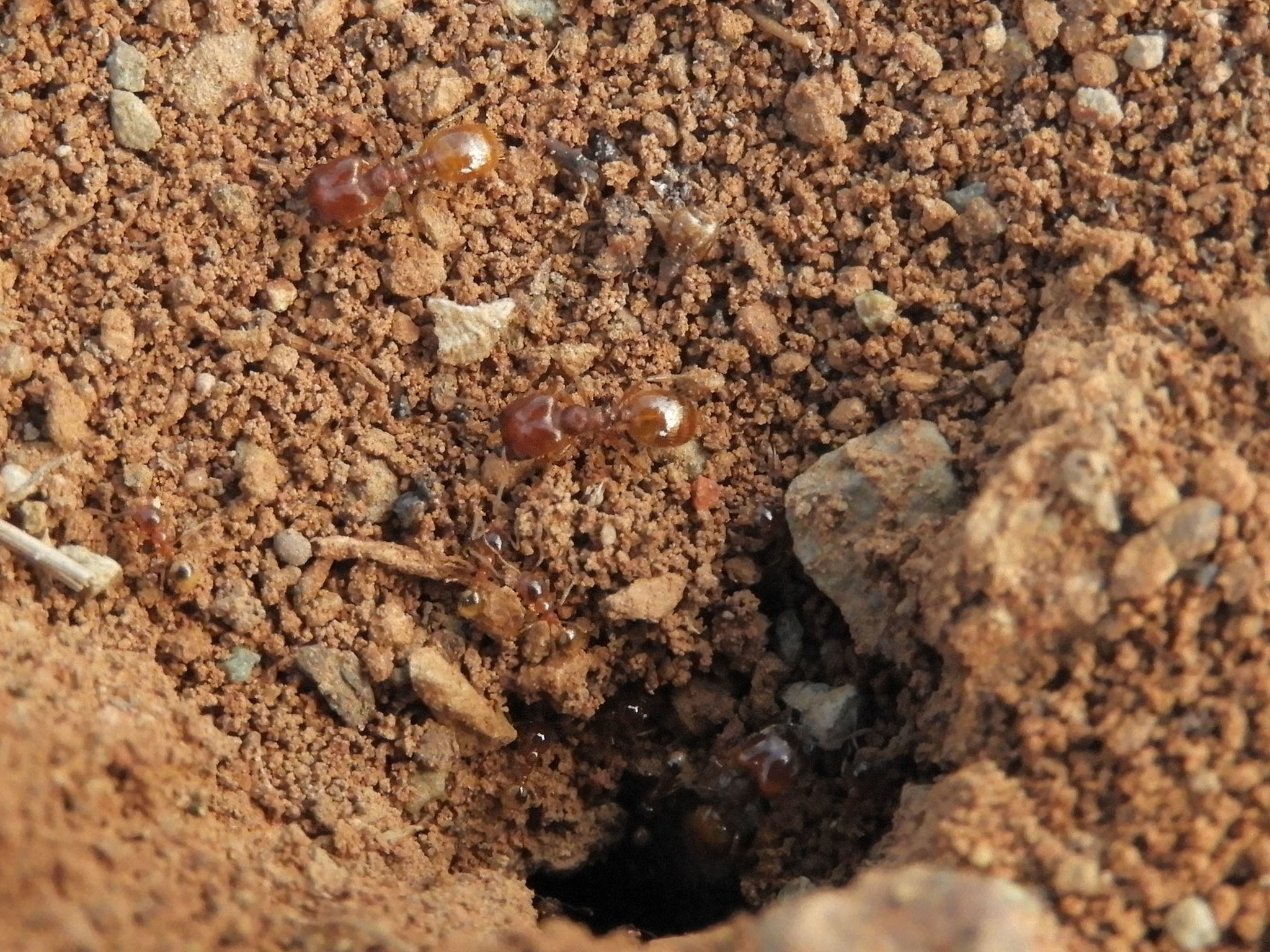 Pheidole gilvescens