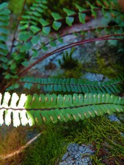 Asplenium monanthes