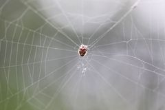Araneidae