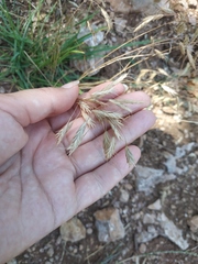 Bromus squarrosus