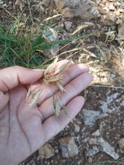 Bromus squarrosus