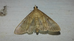 Crypsiptya coclesalis