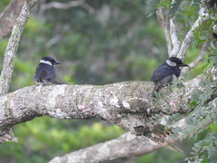 Notharchus pectoralis