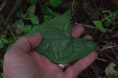 Dioscorea spiculiflora