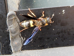 Ancistrocerus spinolae