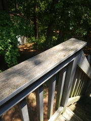 Melanoplus punctulatus