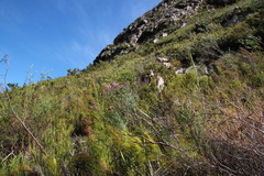 Indigofera filifolia
