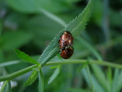 Chrysolina polita