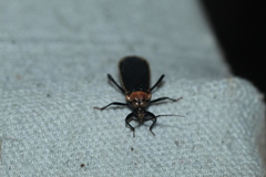 Rhiginia cinctiventris