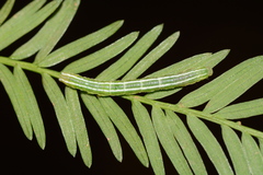 Cutina distincta