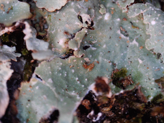 Punctelia perreticulata