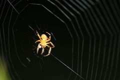Eriophora ravilla
