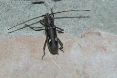 Eburia ovicollis