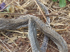 Cubophis cantherigerus