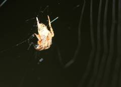 Eriophora ravilla