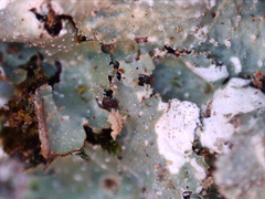 Punctelia perreticulata