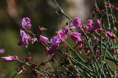 Indigofera filifolia