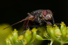 Nemoraea pellucida