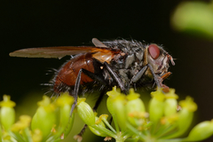 Nemoraea pellucida