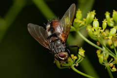 Nemoraea pellucida