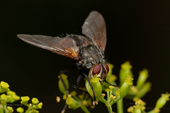 Nemoraea pellucida