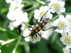 Leptura