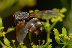 Nemoraea pellucida