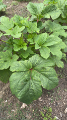 Abelmoschus esculentus