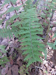 Myriopteris lendigera