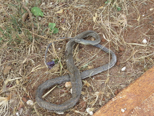 Photo of a Cuban Racer (Cubophis cantherigerus)