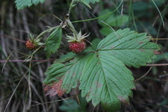 Fragaria orientalis