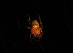Eriophora ravilla