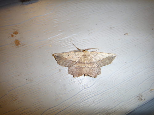 Obtuse Euchlaena Moth photo 5