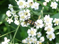 Leptura