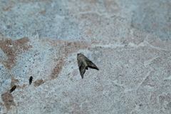 Abablemma duomaculata