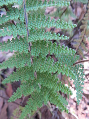 Myriopteris lendigera