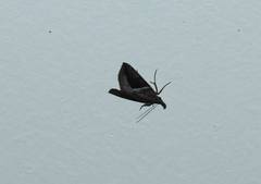 Lepidoptera