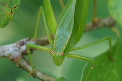 Scudderia curvicauda