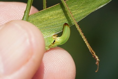 Scudderia curvicauda