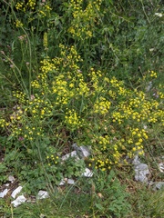 Bupleurum falcatum