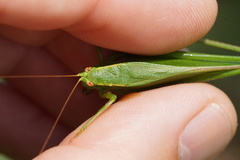 Scudderia curvicauda