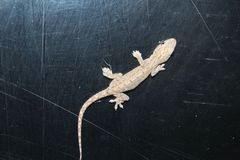 Hemidactylus frenatus