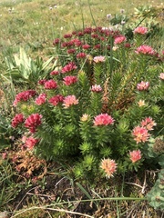 Rhodiola algida