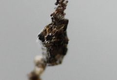 Cyclosa