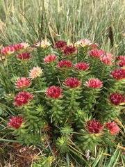 Rhodiola algida