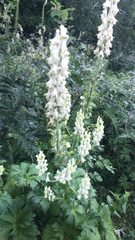 Aconitum orientale
