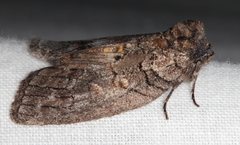 Discophlebia celaena