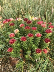 Rhodiola algida